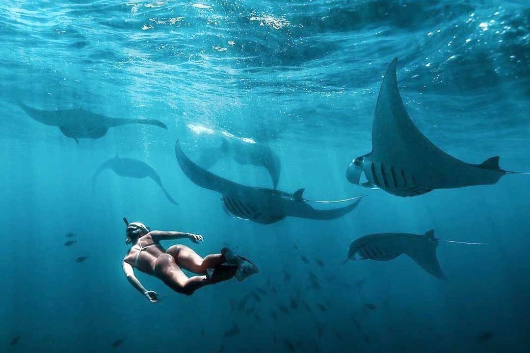 Manta-west-penida-2.jpg