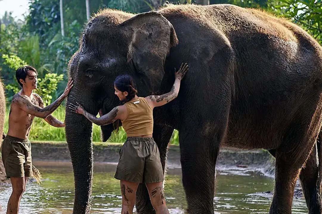 mud-gajah-2.jpg